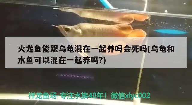 火龍魚能跟烏龜混在一起養(yǎng)嗎會(huì)死嗎(烏龜和水魚可以混在一起養(yǎng)嗎?) 烏龜