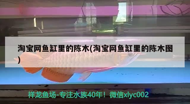 淘寶網魚缸里的陳木(淘寶網魚缸里的陳木圖) 撒旦鴨嘴魚