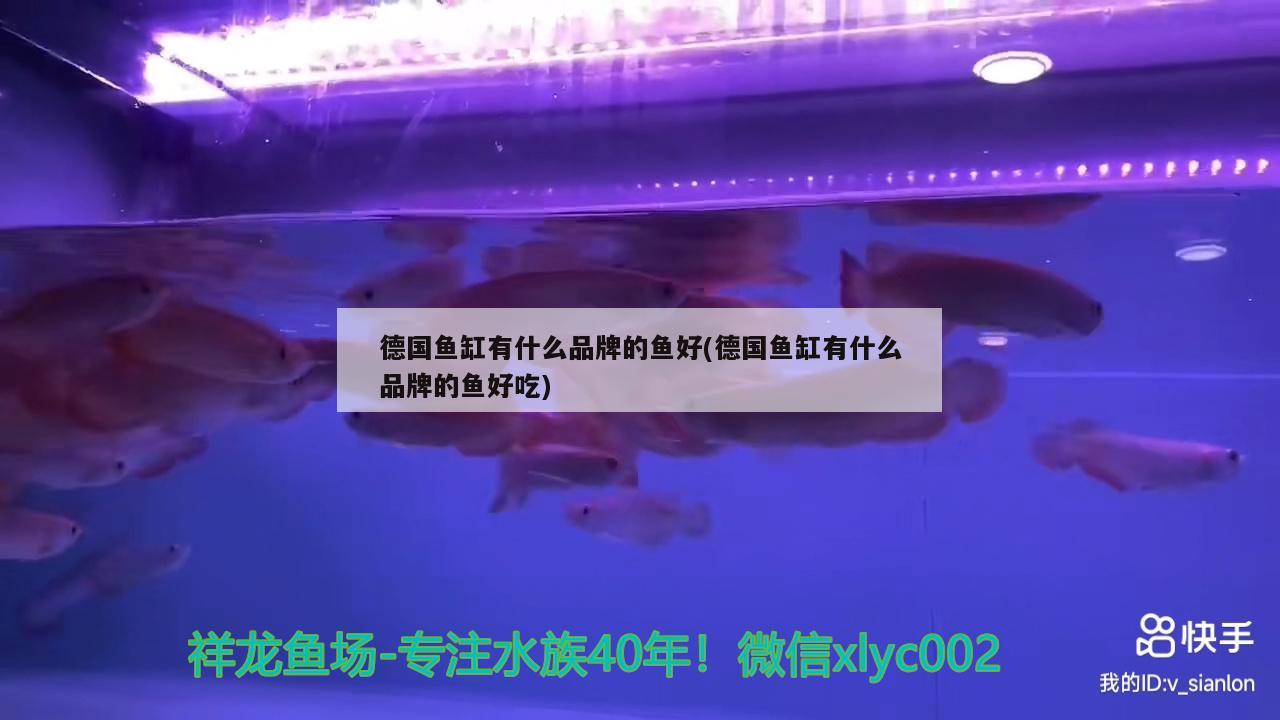 德國(guó)魚缸有什么品牌的魚好(德國(guó)魚缸有什么品牌的魚好吃) 黃金斑馬魚