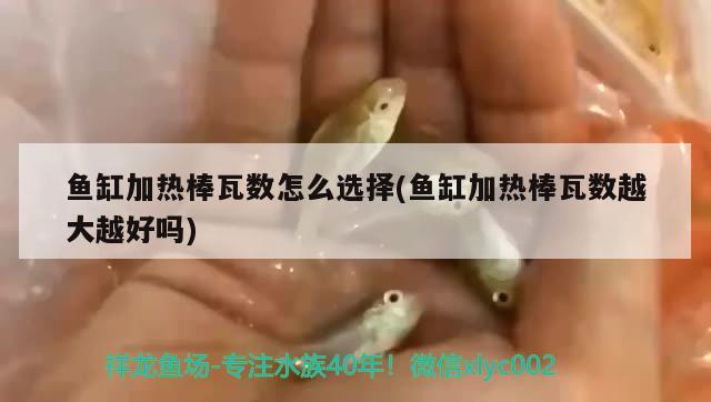 魚缸加熱棒瓦數(shù)怎么選擇(魚缸加熱棒瓦數(shù)越大越好嗎) 黃鰭鯧魚