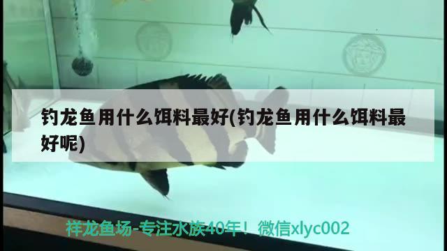 斑馬魚可以和曼龍魚一起養(yǎng)嗎(曼龍魚能和斑馬魚一塊兒養(yǎng)嗎_)