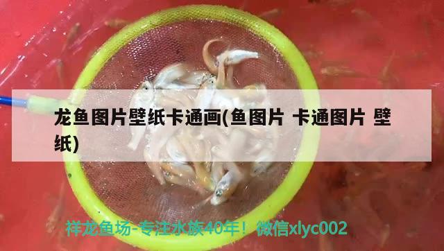 龍魚(yú)圖片壁紙卡通畫(huà)(魚(yú)圖片卡通圖片壁紙)