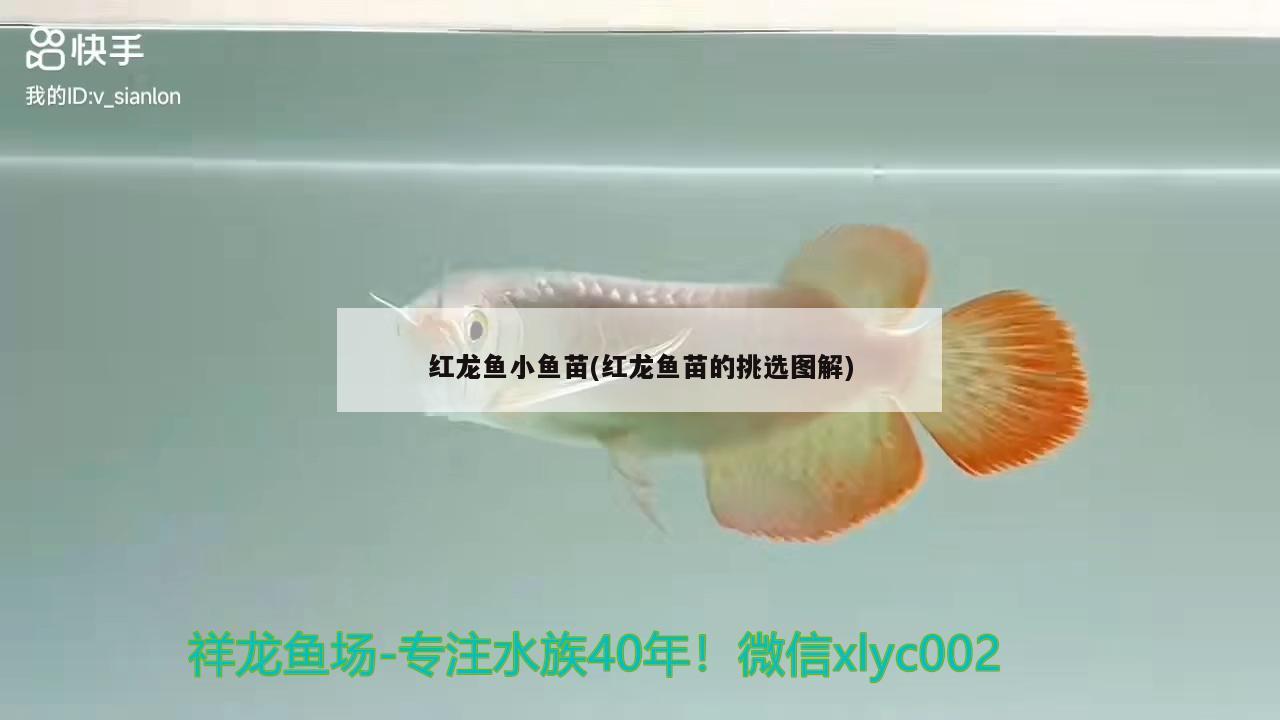 魚缸彩色燈好還是單色燈好呢(魚缸燈用什么色比較好)