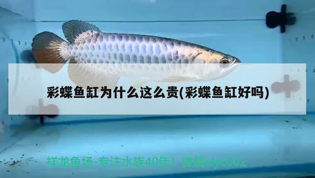 彩蝶魚(yú)缸為什么這么貴(彩蝶魚(yú)缸好嗎) 水族用品