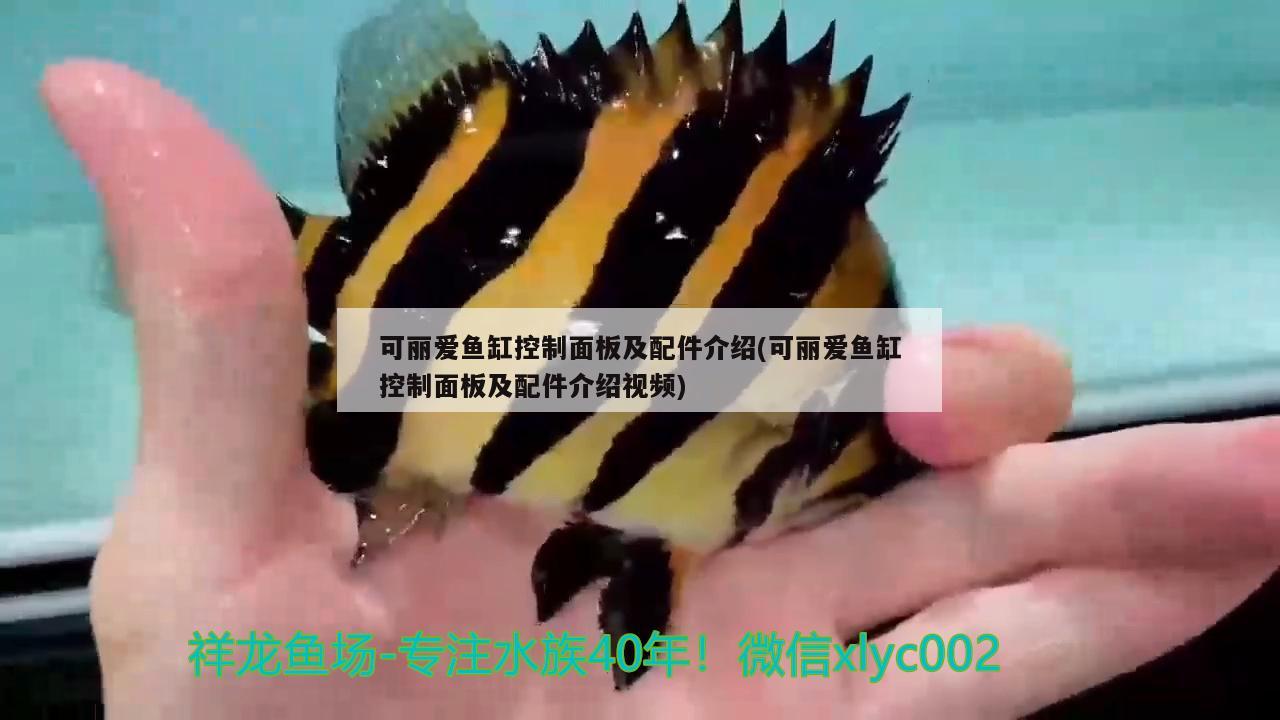 可麗愛魚缸控制面板及配件介紹(可麗愛魚缸控制面板及配件介紹視頻) 祥龍傳奇品牌魚缸