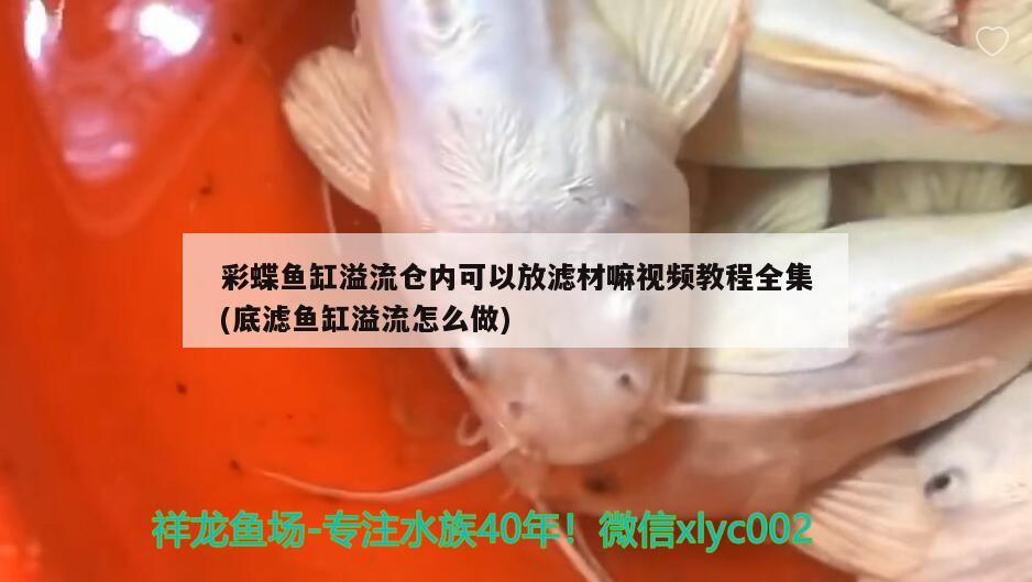 彩蝶魚缸溢流倉(cāng)內(nèi)可以放濾材嘛視頻教程全集(底濾魚缸溢流怎么做)