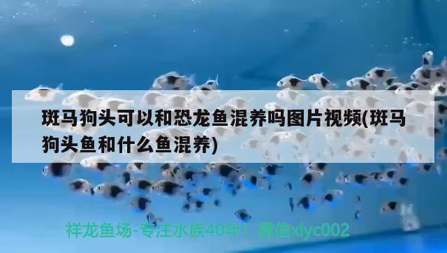 斑馬狗頭可以和恐龍魚混養(yǎng)嗎圖片視頻(斑馬狗頭魚和什么魚混養(yǎng))