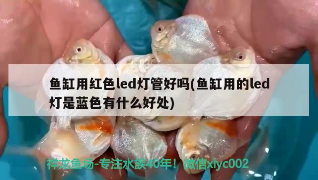 魚(yú)缸用紅色led燈管好嗎(魚(yú)缸用的led燈是藍(lán)色有什么好處) 海象魚(yú)