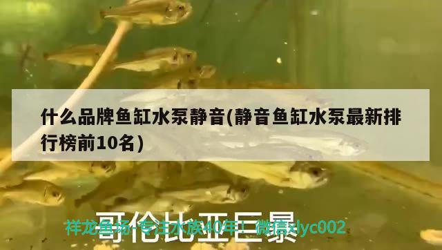 什么品牌魚缸水泵靜音(靜音魚缸水泵最新排行榜前10名)