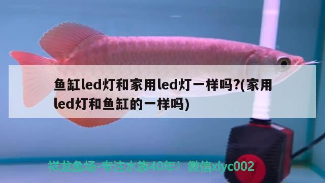 魚缸led燈和家用led燈一樣嗎?(家用led燈和魚缸的一樣嗎) 新加坡號(hào)半紅龍魚（練手級(jí)紅龍魚）