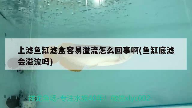 上濾魚(yú)缸濾盒容易溢流怎么回事啊(魚(yú)缸底濾會(huì)溢流嗎)