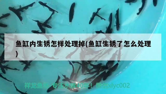 魚缸內(nèi)生銹怎樣處理掉(魚缸生銹了怎么處理)