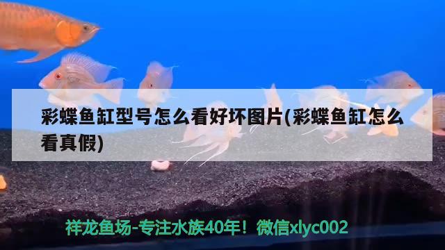 菏澤觀賞魚批發(fā)市場電話多少（菏澤魚鳥市場在哪里） 觀賞魚批發(fā) 第1張