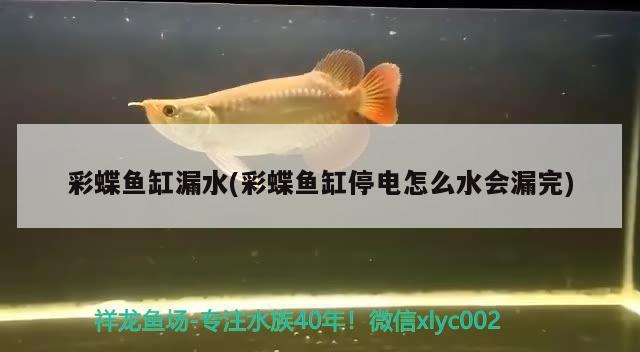 彩蝶魚缸漏水(彩蝶魚缸停電怎么水會漏完)