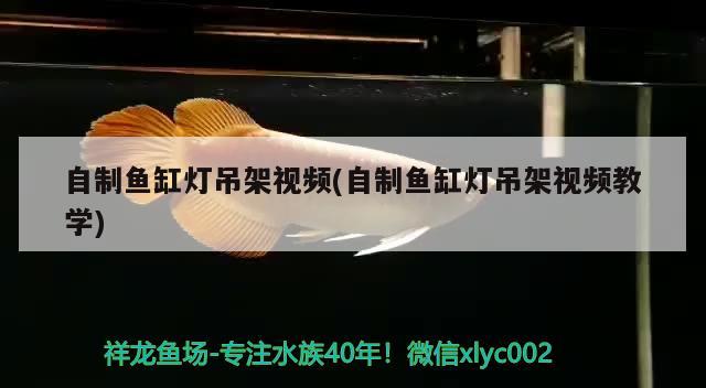 自制魚缸燈吊架視頻(自制魚缸燈吊架視頻教學(xué)) 古典過背金龍魚