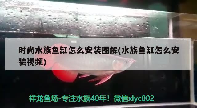 時尚水族魚缸怎么安裝圖解(水族魚缸怎么安裝視頻) 紅龍專用魚糧飼料