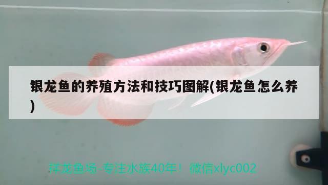 銀龍魚的養(yǎng)殖方法和技巧圖解(銀龍魚怎么養(yǎng))