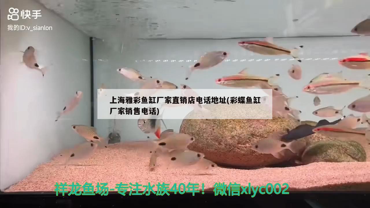 上海雅彩魚缸廠家直銷店電話地址(彩蝶魚缸廠家銷售電話)