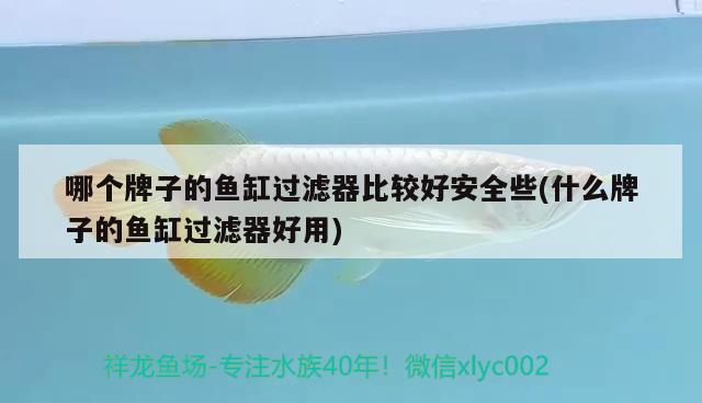 哪個牌子的魚缸過濾器比較好安全些(什么牌子的魚缸過濾器好用)