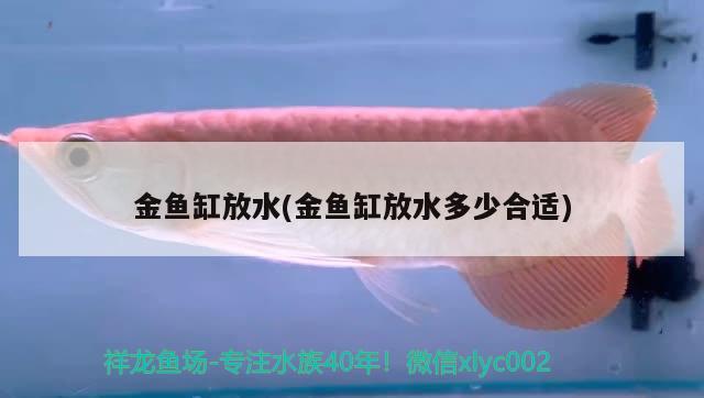 大型圓柱形魚(yú)缸（世界最大魚(yú)缸排名） 白子黑帝王魟魚(yú) 第1張