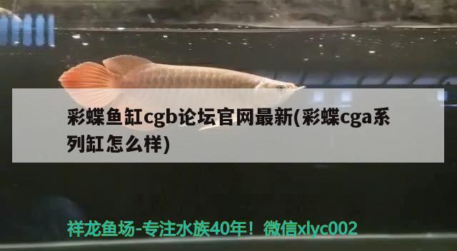 彩蝶魚缸cgb論壇官網(wǎng)最新(彩蝶cga系列缸怎么樣) 高背金龍魚