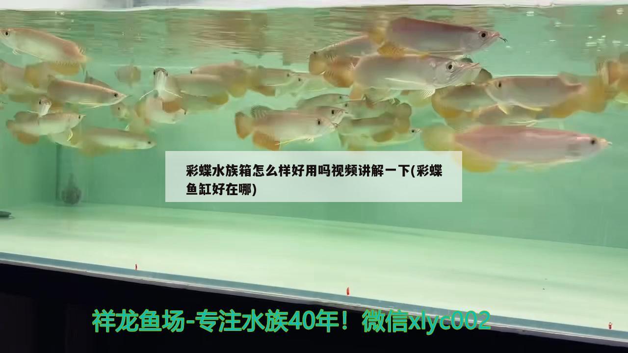 彩蝶水族箱怎么樣好用嗎視頻講解一下(彩蝶魚缸好在哪) 魚缸/水族箱