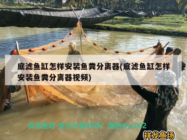 底濾魚缸怎樣安裝魚糞分離器(底濾魚缸怎樣安裝魚糞分離器視頻)