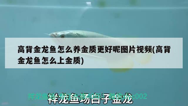 高背金龍魚怎么養(yǎng)金質(zhì)更好呢圖片視頻(高背金龍魚怎么上金質(zhì)) 高背金龍魚