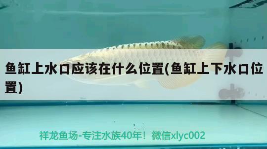 小型觀賞魚缸過濾器價(jià)格及圖片(小型觀賞魚缸過濾器價(jià)格及圖片大全) 小型觀賞魚