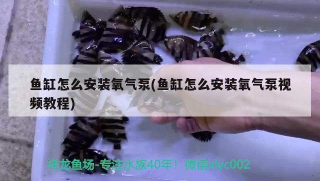 魚缸怎么安裝氧氣泵(魚缸怎么安裝氧氣泵視頻教程) 觀賞魚批發(fā)