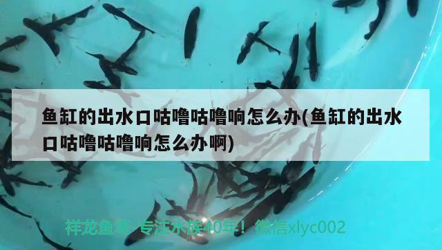 魚缸的出水口咕嚕咕嚕響怎么辦(魚缸的出水口咕嚕咕嚕響怎么辦啊) 委內瑞拉奧里諾三間魚苗