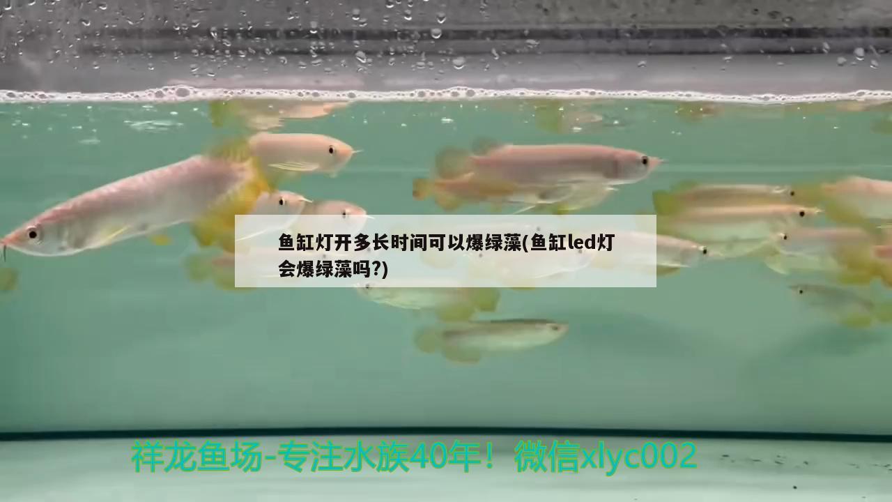 魚缸燈開多長時(shí)間可以爆綠藻(魚缸led燈會爆綠藻嗎?) 水族世界