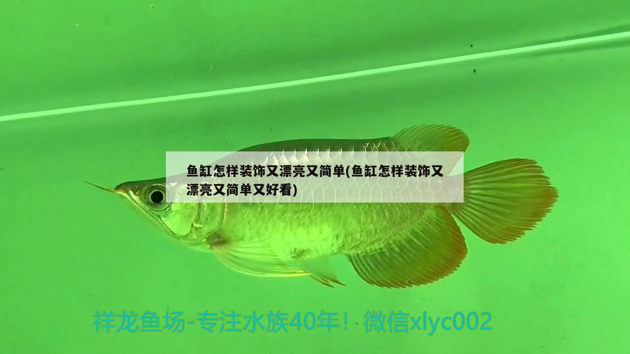 魚缸怎樣裝飾又漂亮又簡單(魚缸怎樣裝飾又漂亮又簡單又好看)