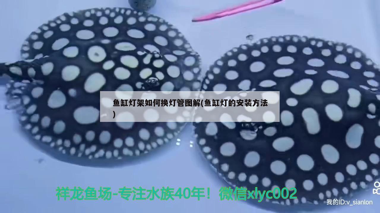 魚(yú)缸拿什么清洗比較干凈：魚(yú)缸清洗妙招 廣州水族批發(fā)市場(chǎng) 第2張