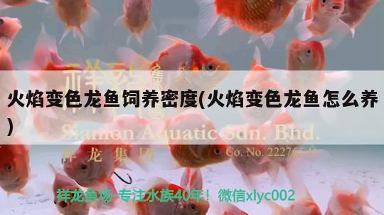 火焰變色龍魚飼養(yǎng)密度(火焰變色龍魚怎么養(yǎng))