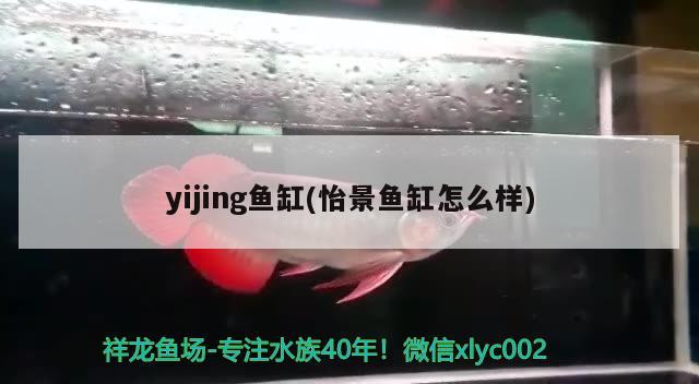 yijing魚缸(怡景魚缸怎么樣) 斯維尼關刀魚