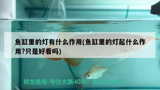 魚缸里的燈有什么作用(魚缸里的燈起什么作用?只是好看嗎)