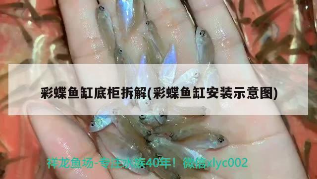 彩蝶魚缸底柜拆解(彩蝶魚缸安裝示意圖) 黑帝王魟魚