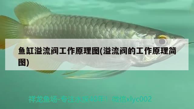 魚缸溢流閥工作原理圖(溢流閥的工作原理簡圖) 觀賞魚飼料