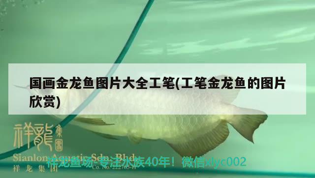 國(guó)畫(huà)金龍魚(yú)圖片大全工筆(工筆金龍魚(yú)的圖片欣賞)