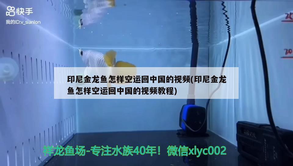 印尼金龍魚怎樣空運回中國的視頻(印尼金龍魚怎樣空運回中國的視頻教程)