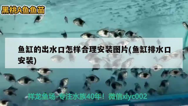 魚缸的出水口怎樣合理安裝圖片(魚缸排水口安裝)