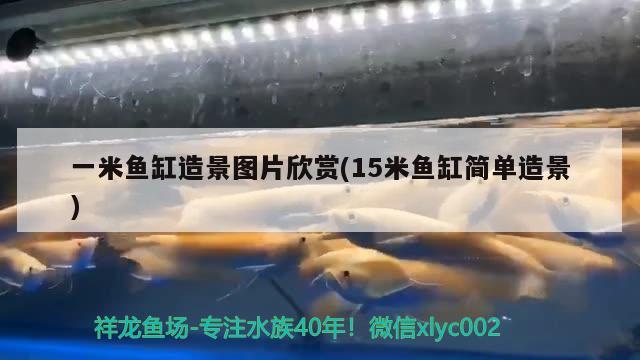 一米魚缸造景圖片欣賞(15米魚缸簡(jiǎn)單造景) 鸚鵡魚