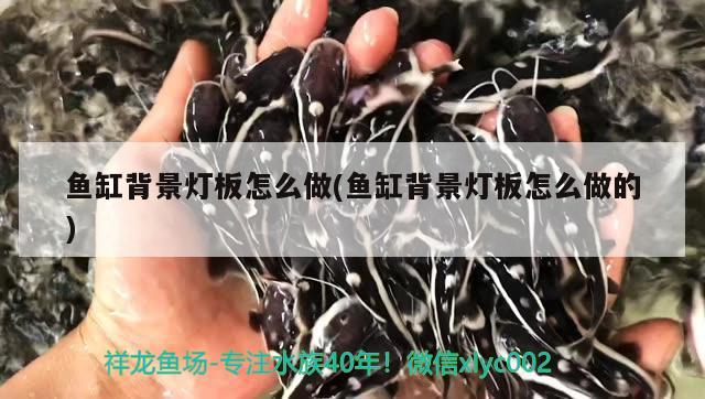 魚缸背景燈板怎么做(魚缸背景燈板怎么做的) 元寶鳳凰魚專用魚糧