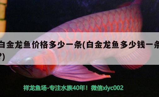 什么觀賞魚養(yǎng)的人最多：一般養(yǎng)什么魚觀賞性好點(diǎn)的