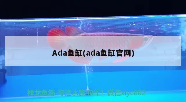 Ada魚缸(ada魚缸官網(wǎng)) 檸檬鯽