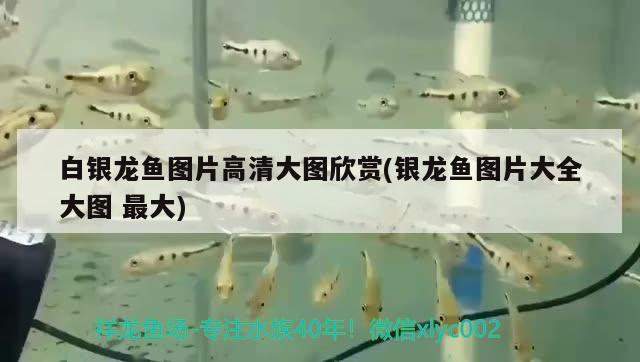 白銀龍魚圖片高清大圖欣賞(銀龍魚圖片大全大圖最大) 銀龍魚百科