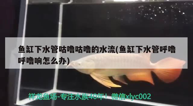 什么觀賞魚養(yǎng)的人最多：一般養(yǎng)什么魚觀賞性好點(diǎn)的