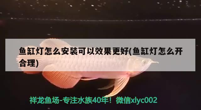 魚缸燈怎么安裝可以效果更好(魚缸燈怎么開合理) 申古三間魚