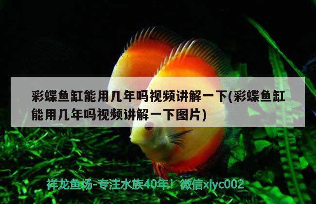 彩蝶魚(yú)缸能用幾年嗎視頻講解一下(彩蝶魚(yú)缸能用幾年嗎視頻講解一下圖片) 蘇虎苗（蘇門(mén)答臘虎魚(yú)苗）